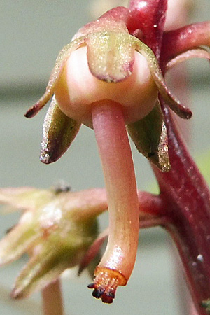 Pyrola americana - Pyrola rotundifolia  - Roundleaf Pyrola, pistil, ovary, style, stigma, sepals 